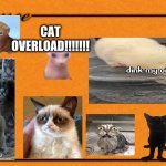 Cat Overload | CAT OVERLOAD!!!!!!! | image tagged in monopoly card | made w/ Imgflip meme maker