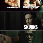 Did you just take both pills? | BEING VERY STINKY; BEING VERY CUTE; SKUNKS | image tagged in did you just take both pills,skunk | made w/ Imgflip meme maker