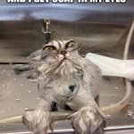 Angry Wet Cat | ME WHEN I’M IN THE SHOWER AND I GET SOAP IN MY EYES | image tagged in angry wet cat | made w/ Imgflip meme maker