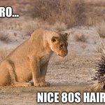Texas 80s hair | DANG BRO…; NICE 80S HAIRSTYLE | image tagged in lion and porcupine | made w/ Imgflip meme maker