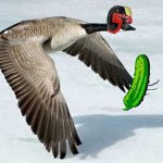 Goose delivers pickle meme