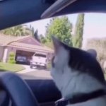 Cat Driving GIF Template
