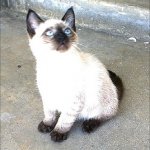 Karmic Kitten Pancho Barnes JPP