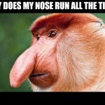 Big Nose Monkey | WHY DOES MY NOSE RUN ALL THE TIME? | image tagged in big nose monkey | made w/ Imgflip meme maker