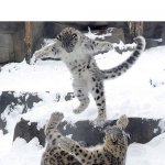 snow leopard | Girls at PE:*chatting about their relationships*
Boys at PE: | image tagged in snow leopard,boys at pe vs girls at pe | made w/ Imgflip meme maker