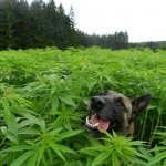 cool dog
