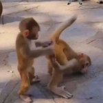 monkey butt colon examination