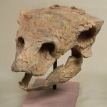 gastonia skull
