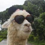 cool llama