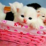 Basket cats