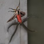 spook bug | image tagged in spooky bug,tis spook,help,insect,spooky | made w/ Imgflip meme maker