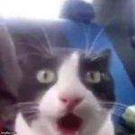 cat shocked meme