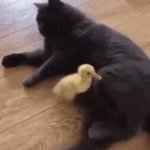 Cat Duck GIF Template