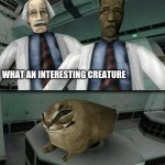 I started a half life memes stream | image tagged in half life floppa | made w/ Imgflip meme maker