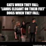 Cats and dogs... | CATS WHEN THEY FALL: 
*LANDS ELEGANT ON THEIR FEET*
DOGS WHEN THEY FALL: | image tagged in gifs,cats,dogs,funny,memes,dank memes | made w/ Imgflip video-to-gif maker