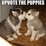 I have no idea what to post lol | UPVOTE THE PUPPIES | image tagged in memes,cute puppies,lol | made w/ Imgflip meme maker