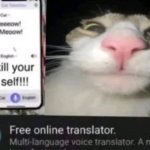 cat translation meme