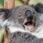 Happy Koala meme