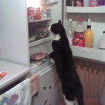 Cat in fridge