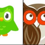 Duolingo owl vs hooters owl