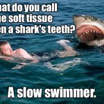 A slow swimmer | What do you call the soft tissue between a shark's teeth? A slow swimmer. | image tagged in swimming with sharks,soft tissue,between teeth,slow swimmer,fun | made w/ Imgflip meme maker