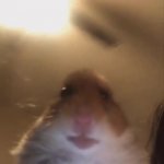 Hamster in your camera GIF Template