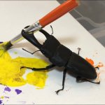 stag beetle painting meme