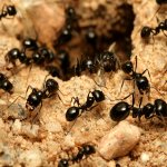 Ant Identification Guides: Ant Control & Extermination