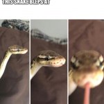 This snake bleps at template