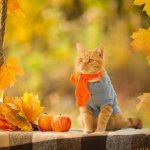 fall cat