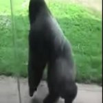 Dancing gorilla template