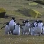 Cute penguins GIF Template