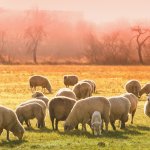 Sheep grazing