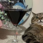 Stepan cat