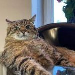 Stepan cat