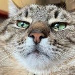 Stepan cat