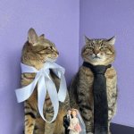 Stepan cat