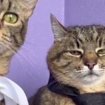Stepan cat