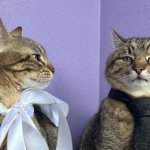 Stepan cat