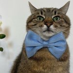 Stepan cat
