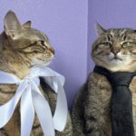 Stepan cat