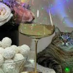 Stepan cat