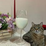 Stepan cat