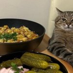 Stepan cat