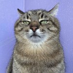 Stepan cat