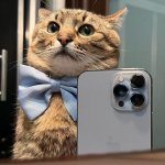 Stepan cat