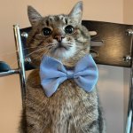 Stepan cat