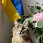 Stepan cat