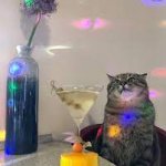Stepan cat