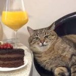 Stepan cat